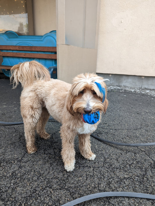 Boho Blue by Plume (2 Feathers)